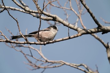 Long-tailed Tit 淀川河川敷 Mon, 1/1/2018