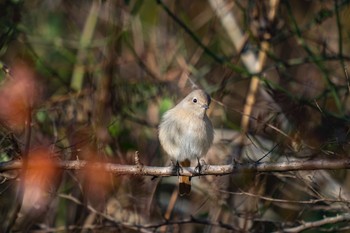 Daurian Redstart 淀川河川敷 Tue, 1/2/2018