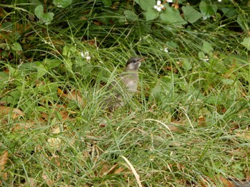 2022年6月15日(水) 平和の森公園、妙正寺川の野鳥観察記録