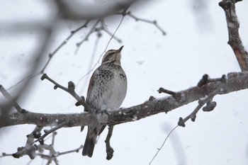 Dusky Thrush 宮城県登米市 Wed, 1/3/2018