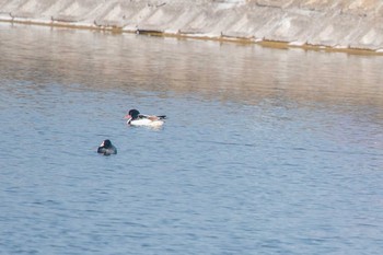 Sat, 12/23/2017 Birding report at 兵庫県明石市