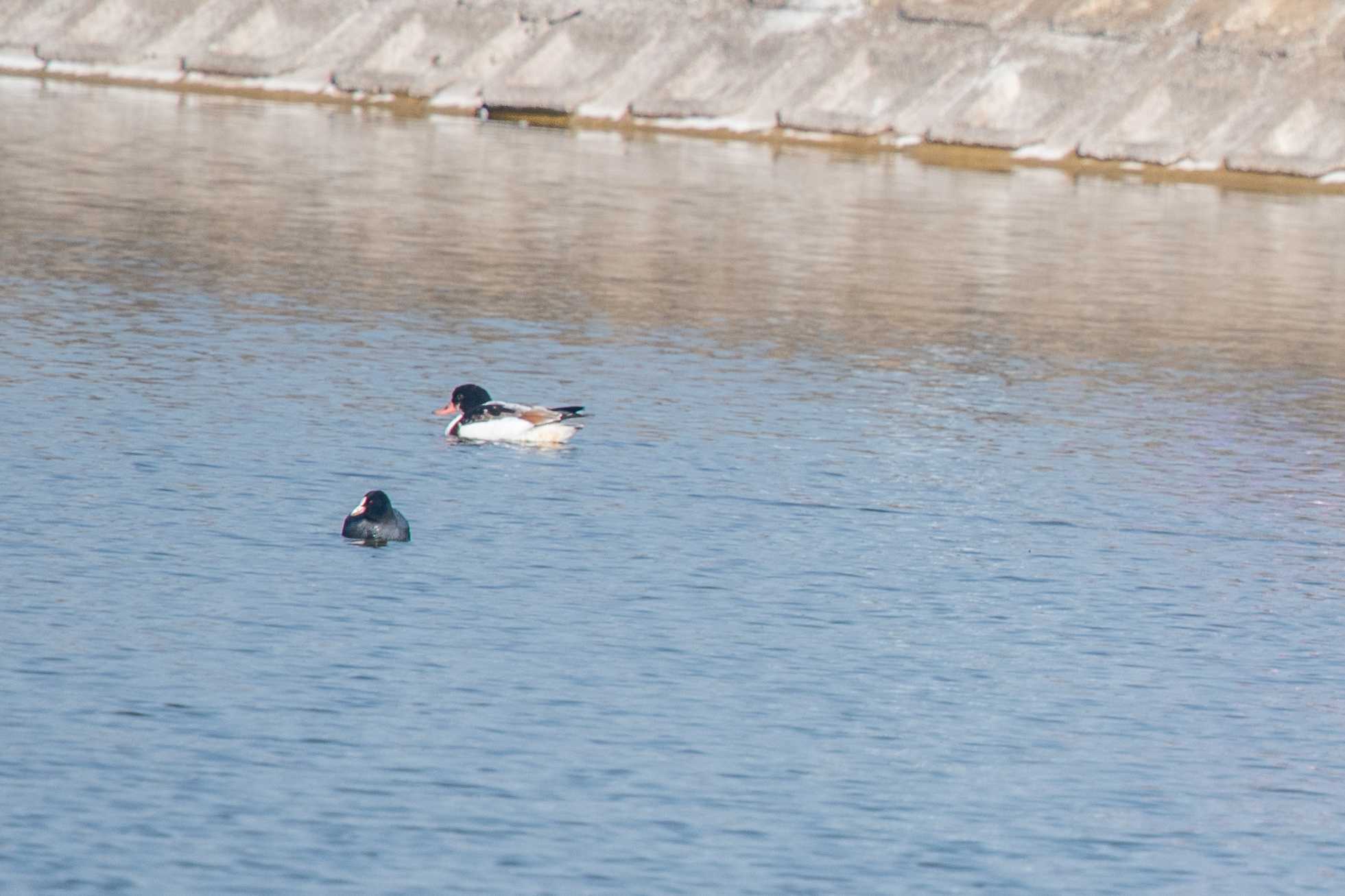 Photo of Common Shelduck at 兵庫県明石市 by ときのたまお