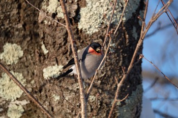 Eurasian Bullfinch 奥入瀬渓流 Tue, 2/28/2017