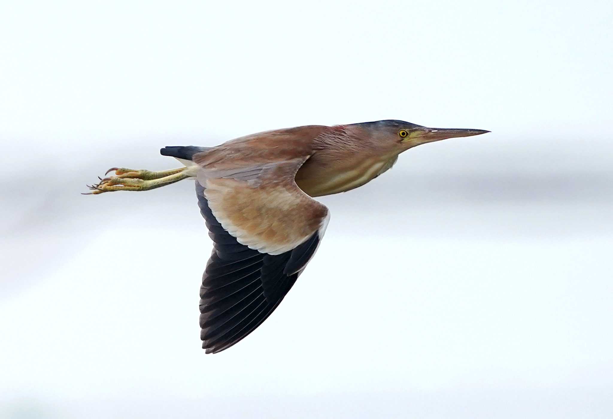 Flying yellow bittern by Rothlega