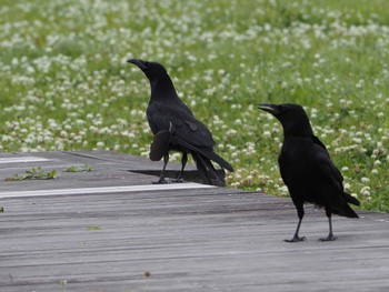 Carrion Crow 淀川河川公園 Wed, 6/15/2022