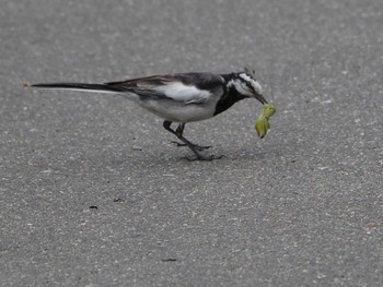 White Wagtail 淀川河川公園 Wed, 6/15/2022