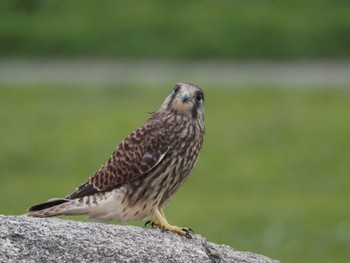 チョウゲンボウ 淀川河川公園 2022年6月15日(水)