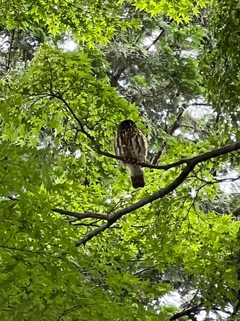 アオバズク 八王子 撮影日未設定