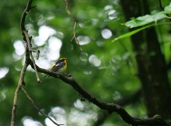 Narcissus Flycatcher 秩父 Thu, 6/9/2022