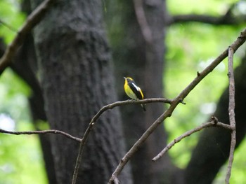 Narcissus Flycatcher 秩父 Thu, 6/9/2022