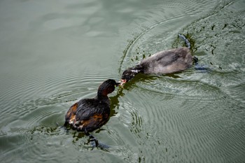 2022年6月13日(月) 薬師池公園の野鳥観察記録