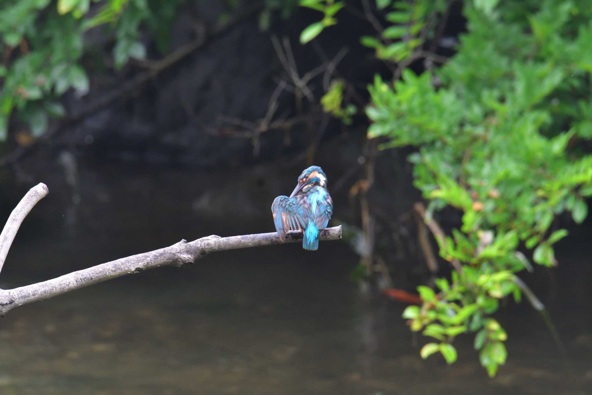 長浜公園 カワセミの写真 by やなさん