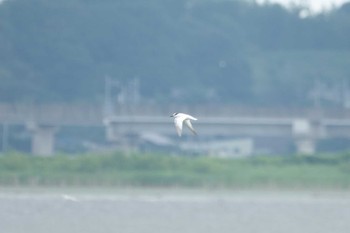 コアジサシ 北印旛沼 2022年6月12日(日)