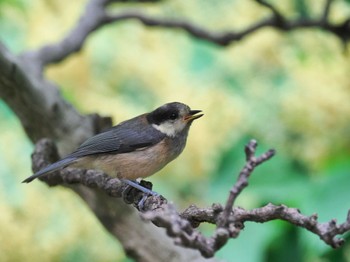 Varied Tit Unknown Spots Thu, 6/16/2022