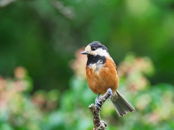 Varied Tit Unknown Spots Thu, 6/16/2022