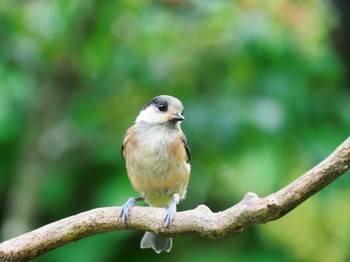 Varied Tit Unknown Spots Thu, 6/16/2022