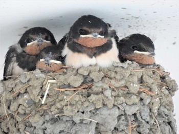 2022年6月16日(木) 平塚市の野鳥観察記録