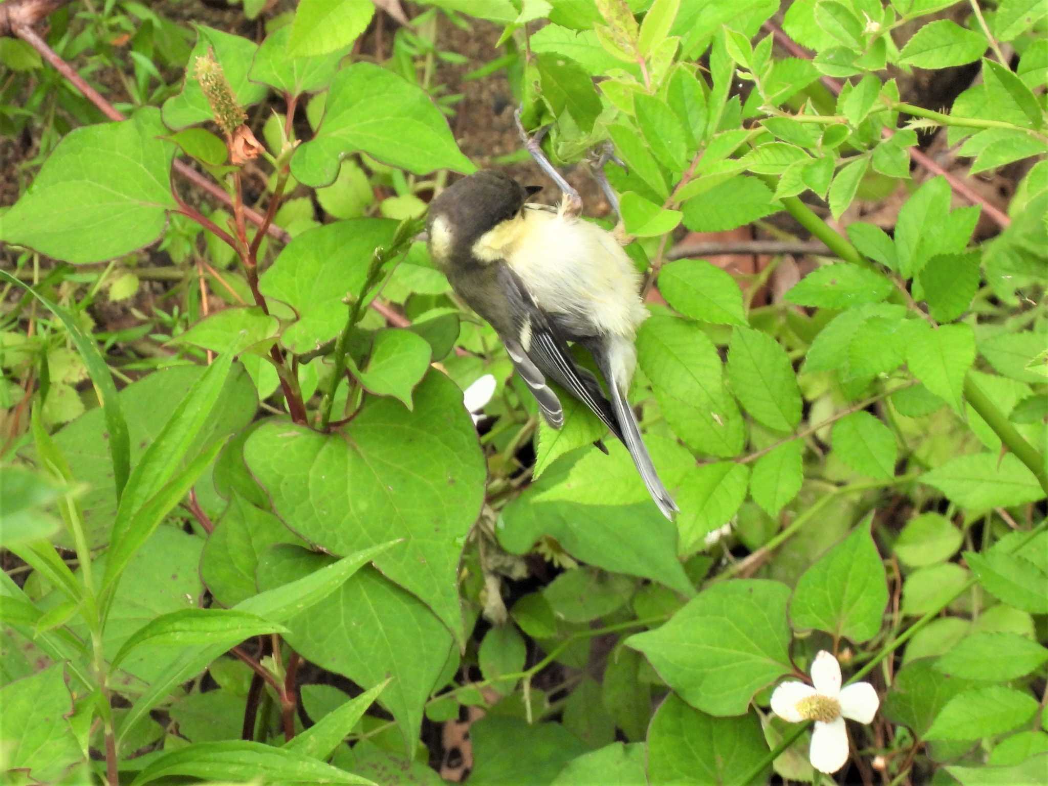 シジュウカラ