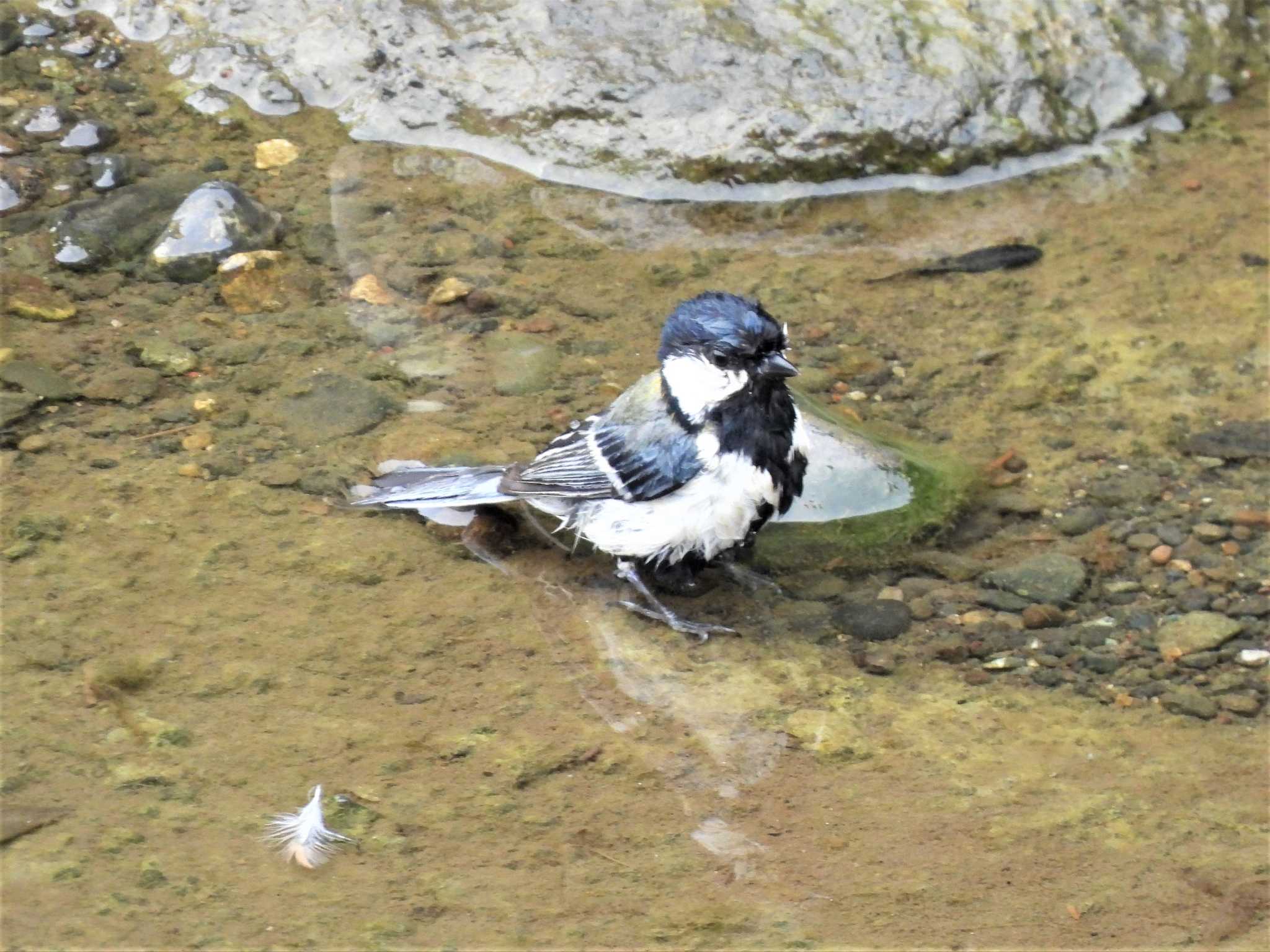 シジュウカラ