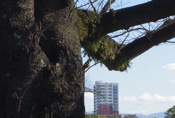 Daurian Redstart 福岡市舞鶴公園 Wed, 1/3/2018