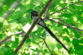 サンコウチョウ 八王子城跡 2022年6月13日(月)