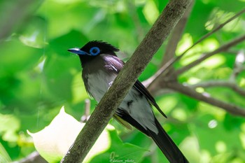 Black Paradise Flycatcher 八王子城跡 Mon, 6/13/2022