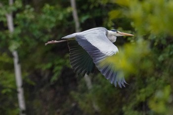 Thu, 6/16/2022 Birding report at 発寒川緑地(札幌市西区)