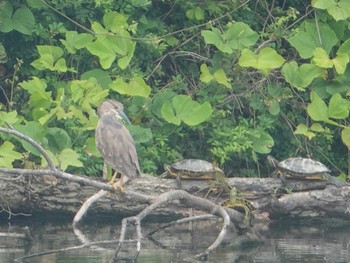 2022年6月16日(木) 相模川(中流域)の野鳥観察記録