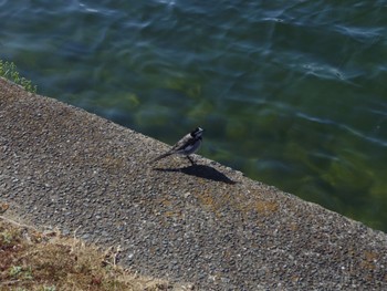 White Wagtail 福岡市大濠公園 Wed, 1/3/2018