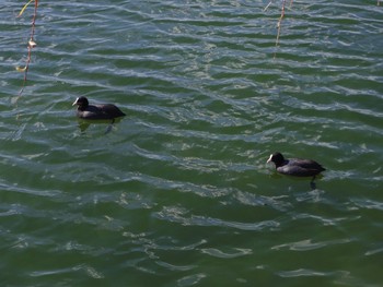 Eurasian Coot 福岡市大濠公園 Wed, 1/3/2018