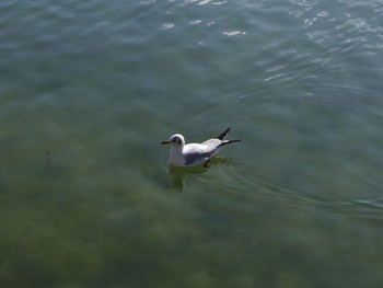 ユリカモメ 福岡市大濠公園 2018年1月3日(水)