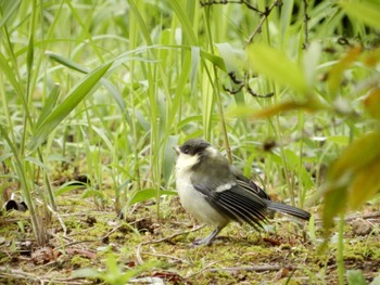 2022年6月16日(木) 平和の森公園、江古田公園、哲学堂公園、妙正寺川の野鳥観察記録