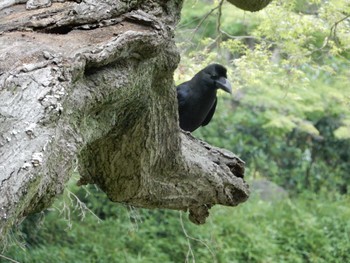 Thu, 6/16/2022 Birding report at Hibiya Park