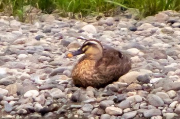 Eastern Spot-billed Duck 天竜川 Thu, 6/16/2022