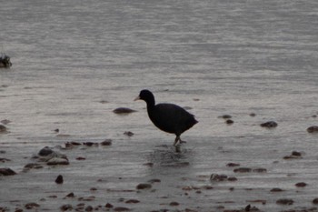 Eurasian Coot 天竜川 Thu, 6/16/2022