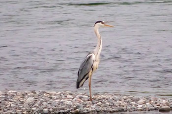 Grey Heron 天竜川 Thu, 6/16/2022