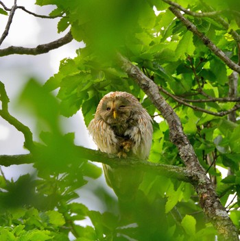 Ural Owl(japonica) 北海道十勝 Mon, 6/13/2022