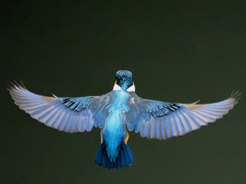 2022年5月1日(日) 四季の森公園(横浜市緑区)の野鳥観察記録