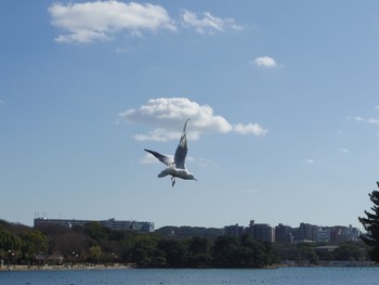 ユリカモメ 福岡市大濠公園 2018年1月3日(水)