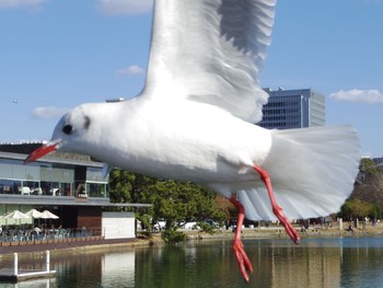 Black-headed Gull 福岡市大濠公園 Wed, 1/3/2018