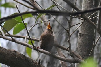 2022年5月14日(土) 三宅島の野鳥観察記録