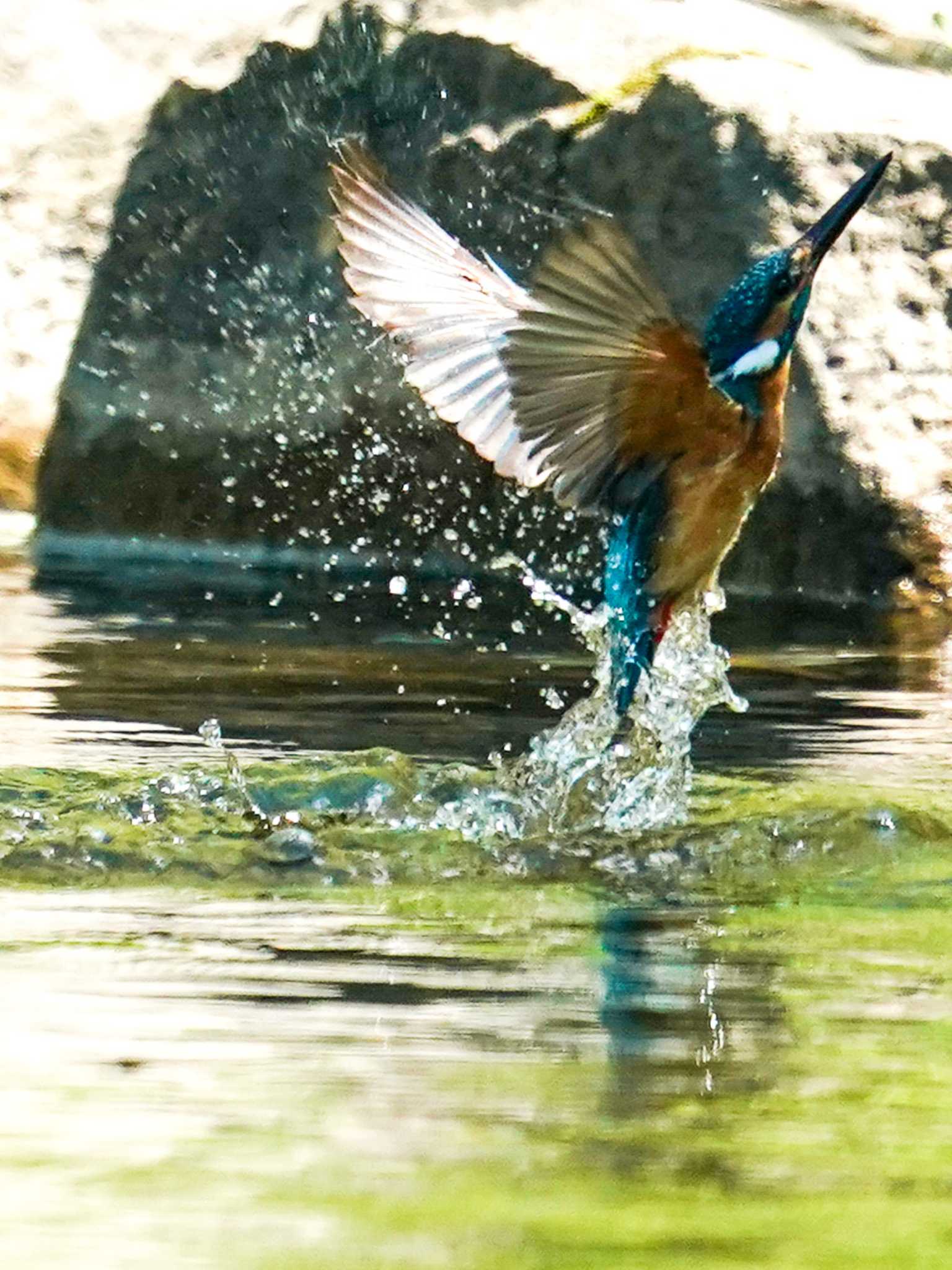 Common Kingfisher