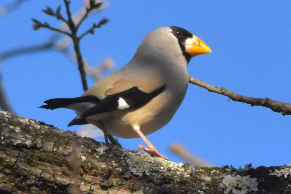 Photo of Japanese Grosbeak at Komiya Park by 嵐翠