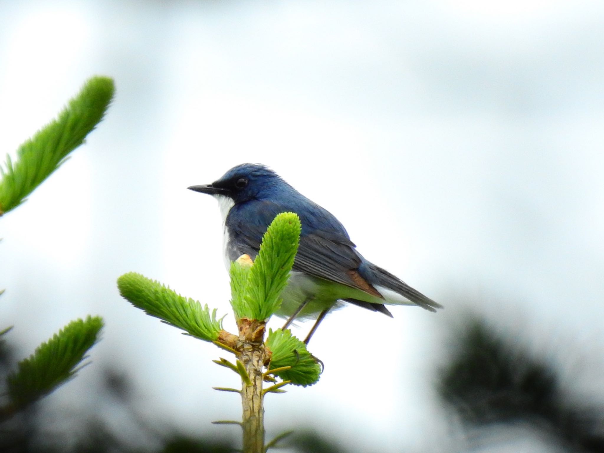 Photo of Siberian Blue Robin at 富士山 by da