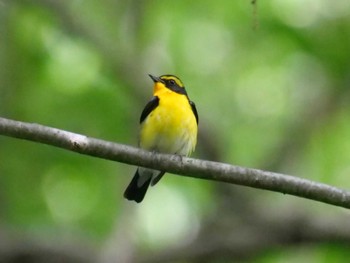 Narcissus Flycatcher 秩父 Mon, 6/13/2022