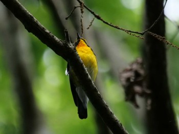 Narcissus Flycatcher 秩父 Mon, 6/13/2022