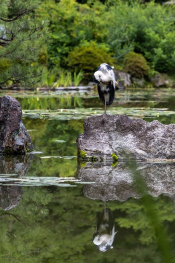 アオサギ 平安神宮 2022年6月16日(木)