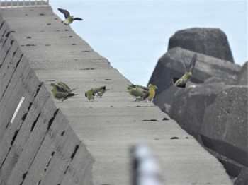 Fri, 6/17/2022 Birding report at Terugasaki Beach