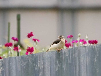 Grey Wagtail 八王子城跡 Thu, 6/16/2022