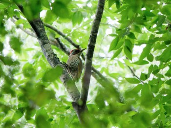 Japanese Green Woodpecker 八王子城跡 Thu, 6/16/2022